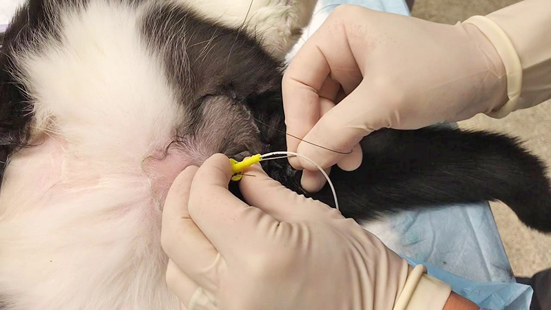 Непроходимость уретры у кошек, катетеризация мочевого пузыря