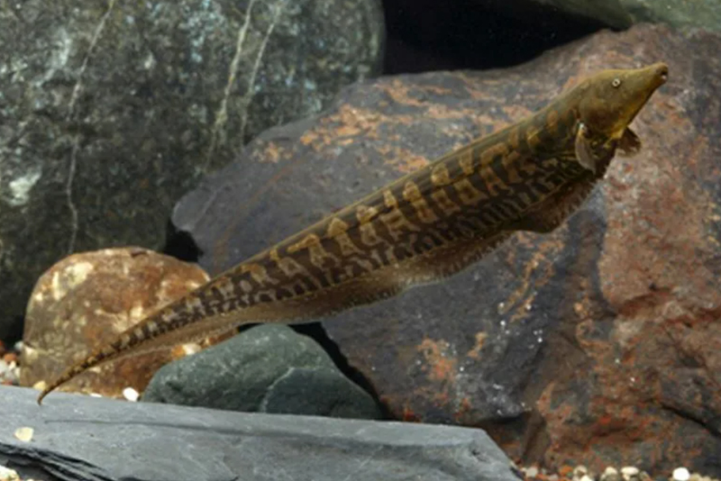 Носатый рамфихт (Rhamphichthys rostratus)  содержание и размножение в домашнем аквариуме