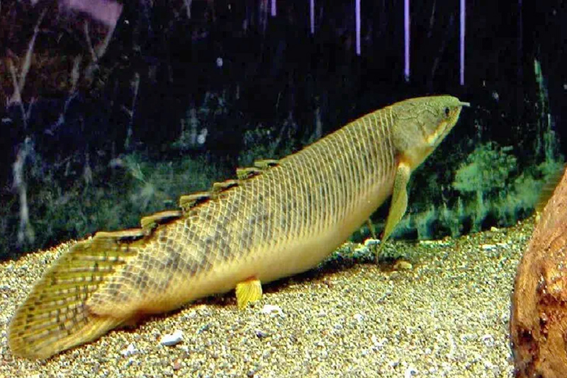 Пальмовый многопер (Polypterus palmas) содержание и разведение в аквариуме