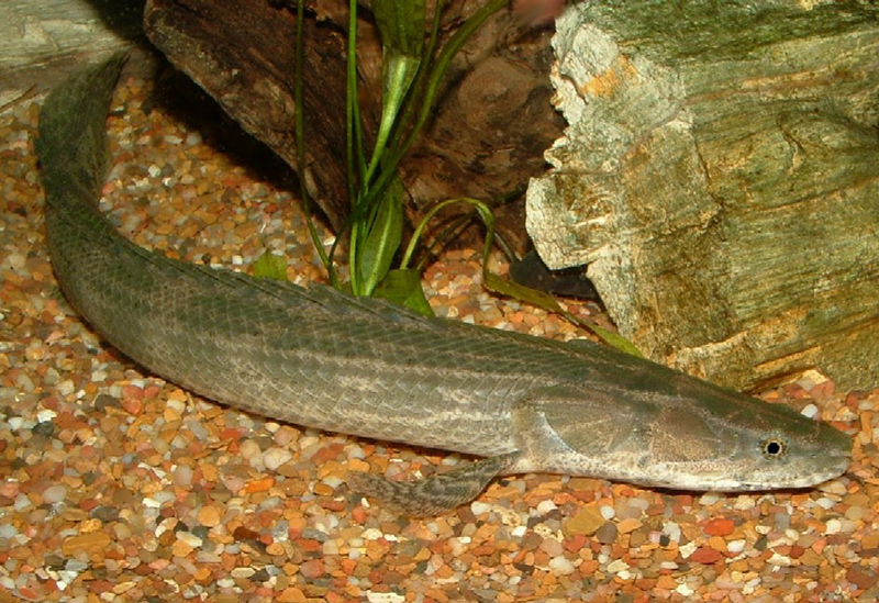 Полиптер нильский (Polypterus bichir) содержание и размножение в домашнем аквариуме