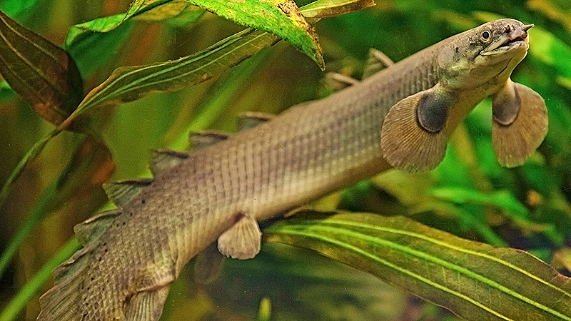 Полиптерус сенегальский (Polypterus senegalus senegalus) содержание в домашнем аквариуме