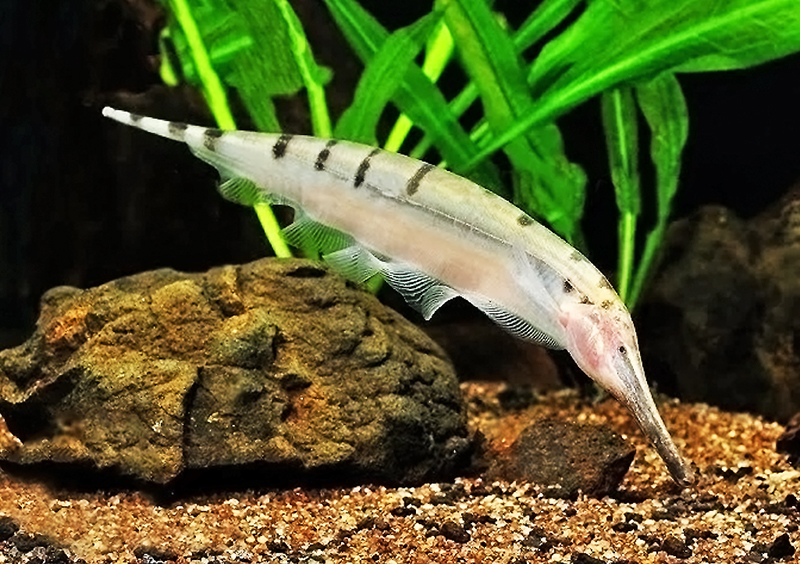 Рыба нож (Gymnorhamphichthys rondoni) содержание и размножение в домашнем аквариуме