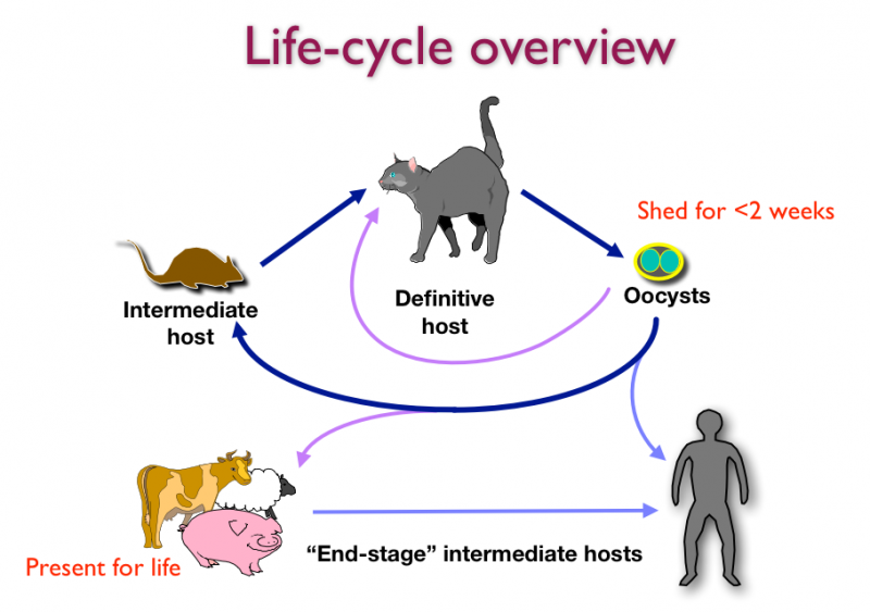 Жизненный цикл и заражение  Toxoplasma gondii