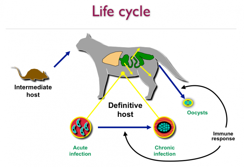 Жизненный цикл и заражение  Toxoplasma gondii. Роль кошки сильно преувеличена