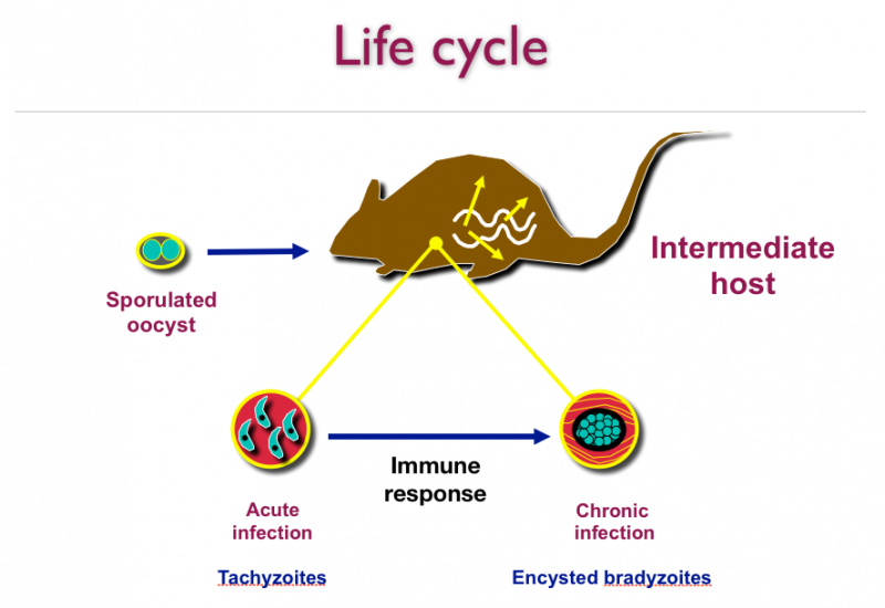Жизненный цикл и заражение  Toxoplasma gondii 2