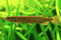 Представители рода Ctenolucius, чаще других содержащиеся в домашнем аквариуме