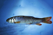 Представители рода Piabucina чаще других содержащиеся в домашних аквариумах