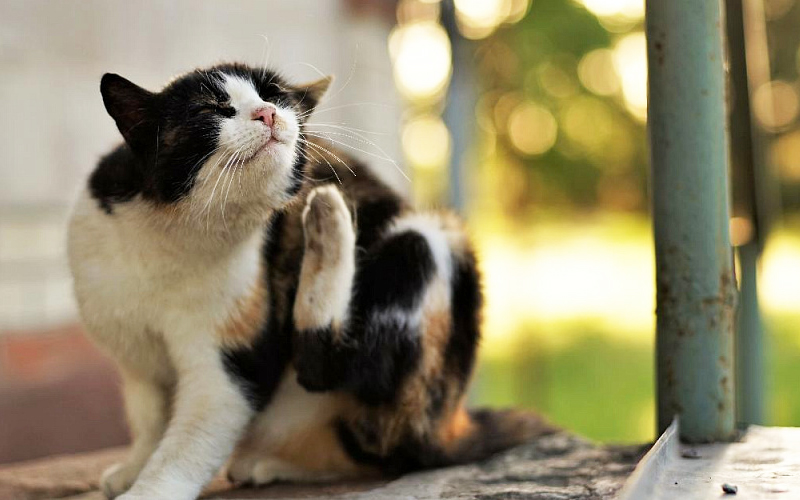 Если кошка постоянно чешется, а блох у неё нет, то может у неё власоеды? Власоеды у кошек