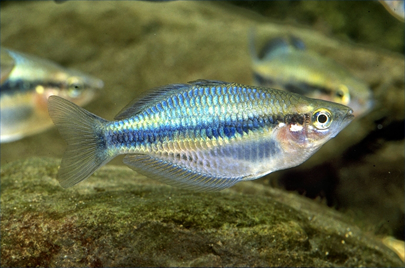 Меланотения синергоса (Melanotaenia synergos) содержание в условиях домашнего аквариума