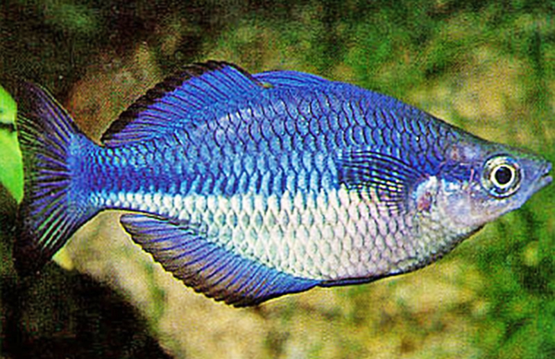 Меланотения синяя (Melanotaenia саегulеа) содержание и разведение в домашнем аквариуме