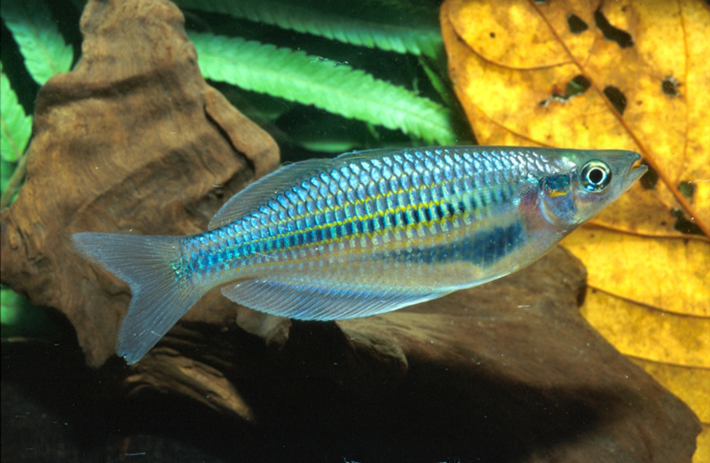 Меланотення батанта (Melanotaenia batanta) содержание и размножение в домашнем аквариуме