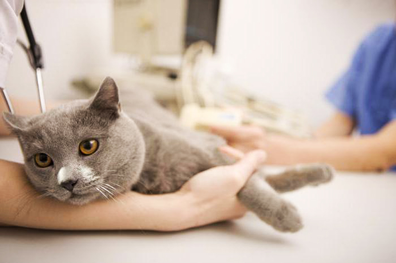 Пиометра у кошек: симптомы и лечение