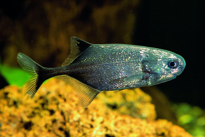 Поллимирус исидора (Pollimyrus isidori) содержание и размножение в домашнем аквариуме