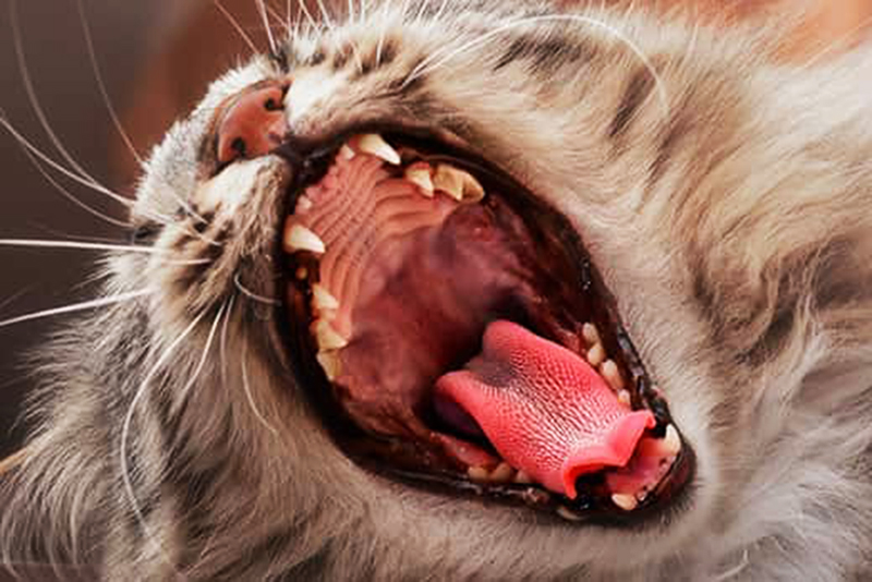 Стоматит у кошек: причины, диагностика и лечение в условиях городской квартиры