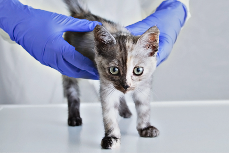 Распространенные заболевания и травмы котят, а также болезни, приобретенные при рождении