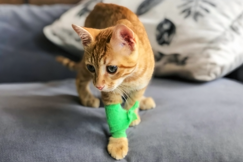 Распространенные заболевания и травмы котят, которых следует опасаться