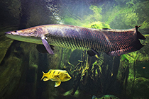 Представители рода Arapaima чаще других содержащиеся в аквариумах