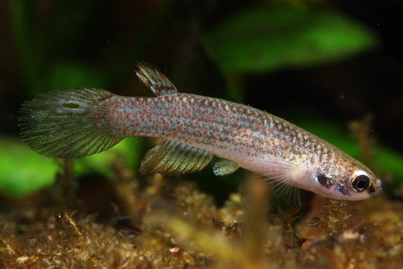 Красноточечный карликовый ривулус (Anablepsoides ornatus) содержание и размножение в домашних аквариумах