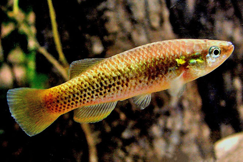 Профундулус пятнистый (Profundulus punctatus) содержание и размножение в домашнем аквариуме