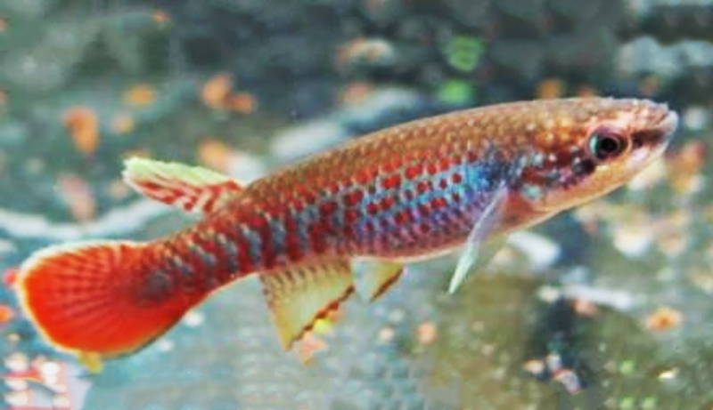 Ривулус полосатый (Laimosemion strigatus) содержание и размножение в домашнем аквариуме
