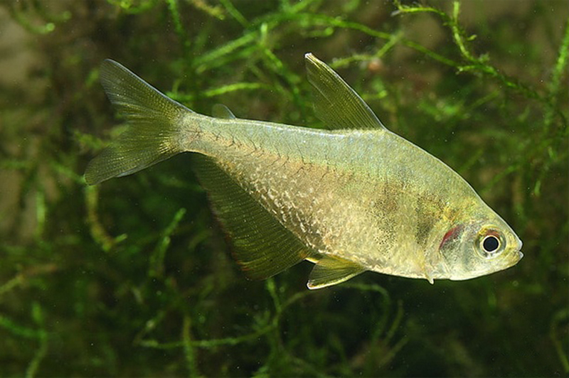 Тетра желтая (Hyphessobrycon bifasciatus) содержание и размножение в условиях домашнего аквариума