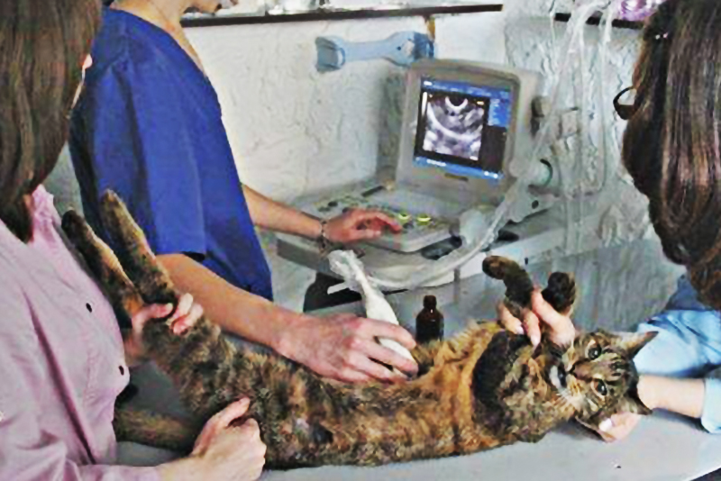 Энтерит у кошек. Исследования в клинике.