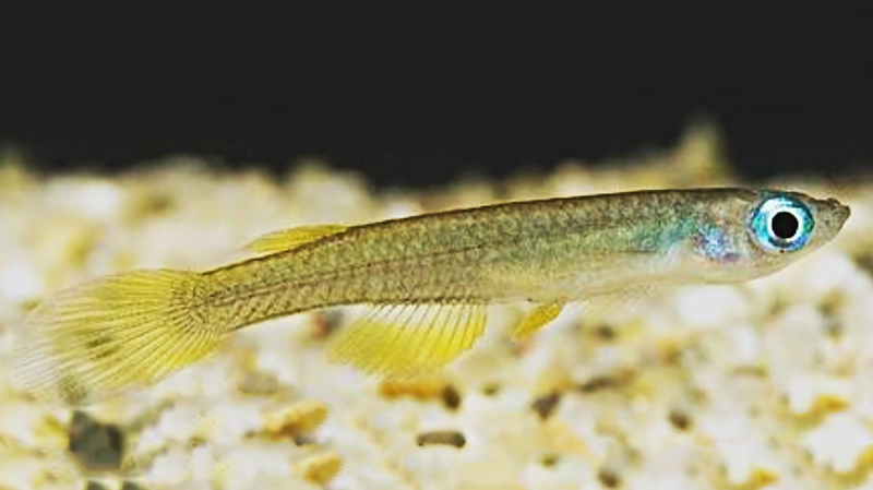 Aplocheilichthys johnstoni содержание и размножение в условиях домашнего аквариума