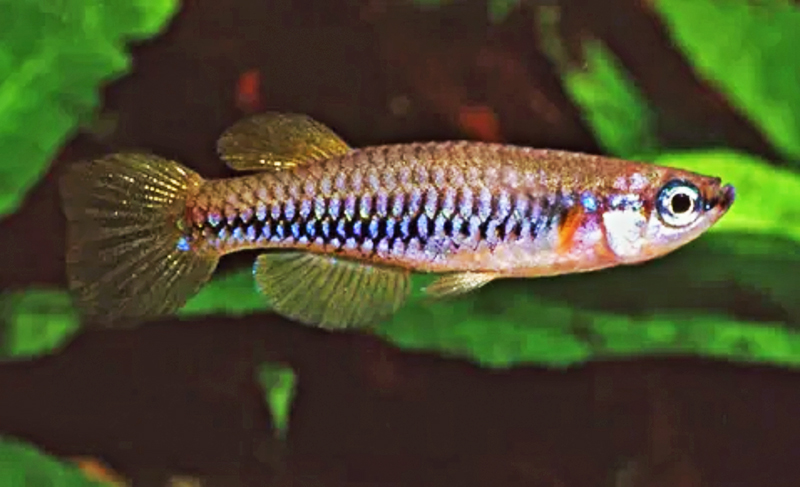 Аплохейлихтис катанга (Aplocheilichthys katangae) содержание и размножение в домашнем аквариуме