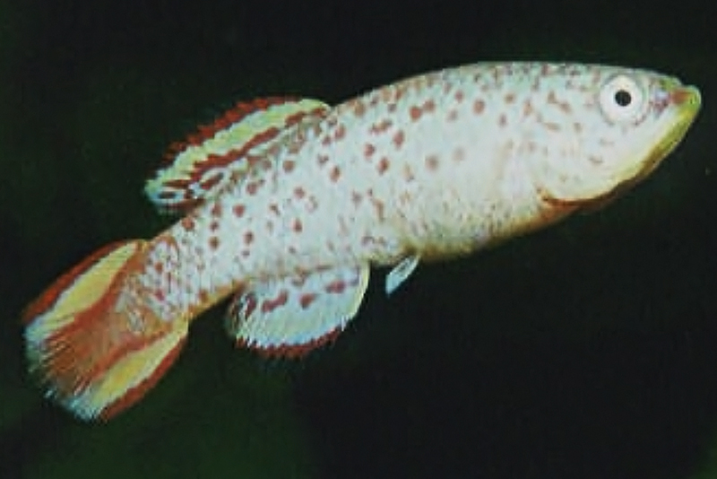 Желтохвостый нотобранхиус (Nothobranchius kiyawensis) содержание и размножение в условиях домашнего аквариума