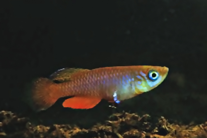 Нотобранхиус мелкий, алоплавничный (Nothobranchius janpapi) содержание и размножение в условиях домашнего аквариума