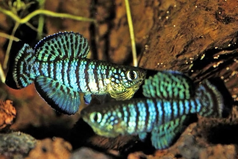 Нотобранхиус темнополосый (Nothobranchius fuscotaeniatus) содержание и размножение в домашнем аквариуме