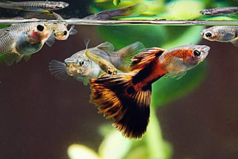 Хлороз (Chlorosis) у аквариумных рыб причины заболевания и способы лечения в условиях домашнего аквариума