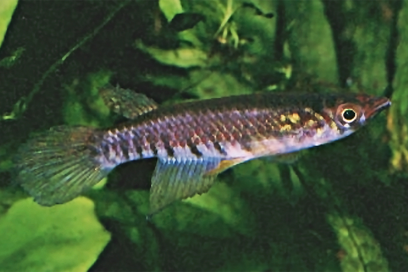 Эпиплатис широкоплавничный (Epiplatys longiventralis) содержание и размножение в домашнем аквариуме