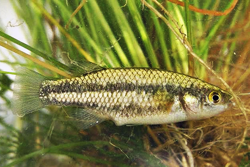 Кренихтис бейля (Crenichthys baileyi) содержание и размножение в условиях домашнего аквариума