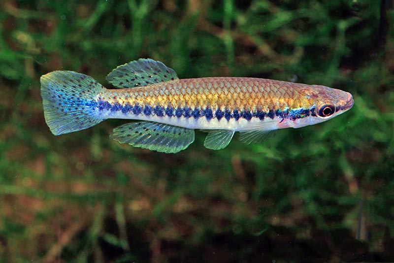 Длиноносый фундулус (Fundulus notatus) содержание и размножение в домашнем аквариуме