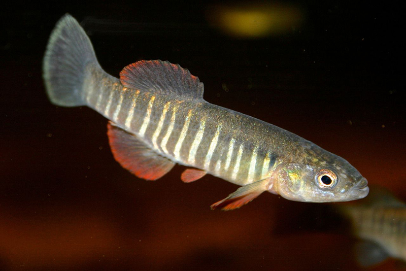 Зебровый фундулус (Fundulus zebrinus) содержание и размножение в условиях домашнего аквариума