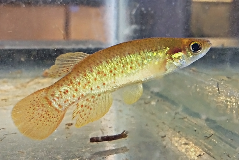 Золотистый, золотоухий фундулус (Fundulus chrysotus) содержание и размножение в условиях домашнего аквариума