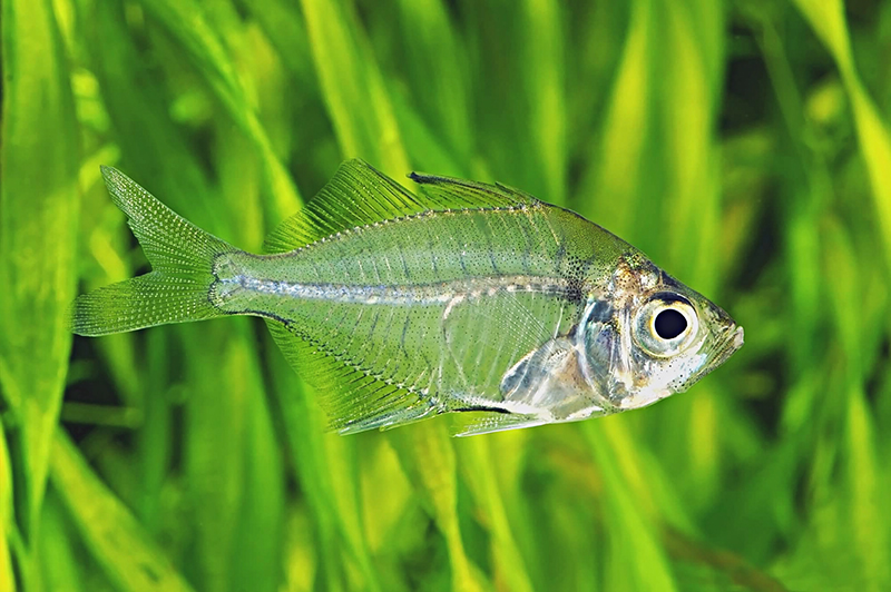 Индийский стеклянный окунь (Parambassis ranga) содержание и размножение в условиях домашнего аквариума