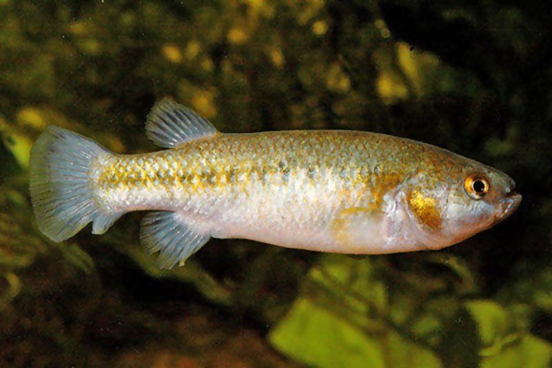 Кренихтис невадский (Crenichthys nevadae) содержание и размножение в условиях домашнего аквариума