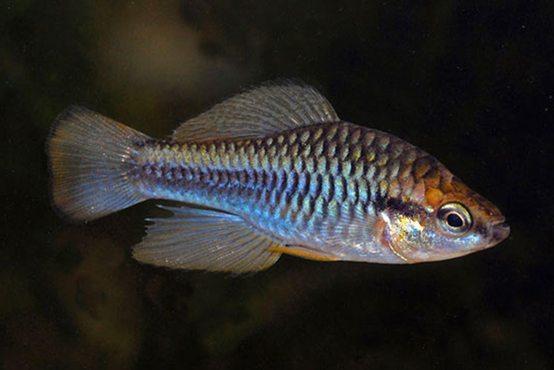 Кубанихтис ямайский (Cubanichthys pengelleyi) содержание и размножение в условиях домашнего аквариума