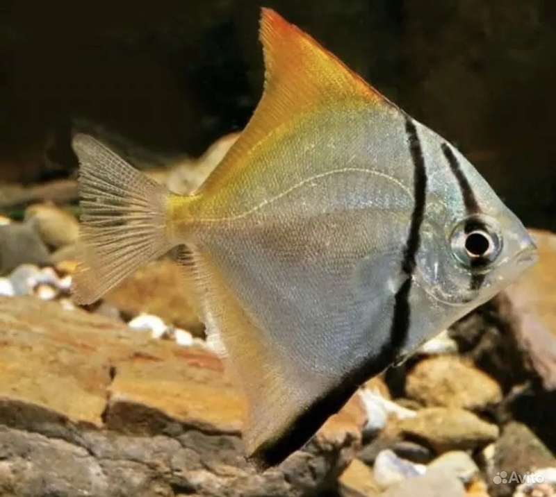 Монодактилус коттелата (Monodactylus kottelati) содержание и размножение в домашнем аквариуме