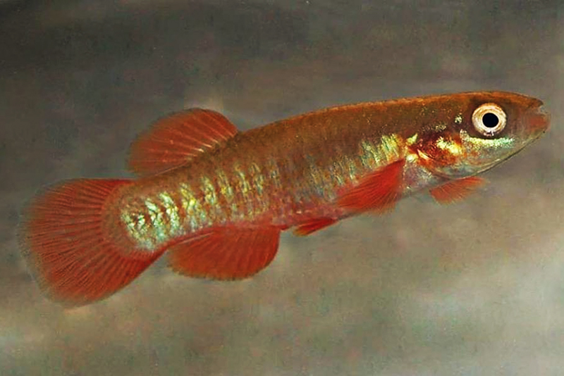 Окаймленный фундулус (Fundulus cingulatus) содержание и размножение в условиях домашнего аквариума