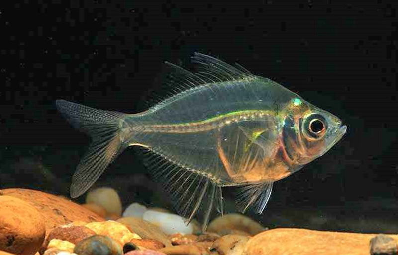 Окунь сиамский (Parambassis siamensis) содержание и размножение в условиях домашнего аквариума