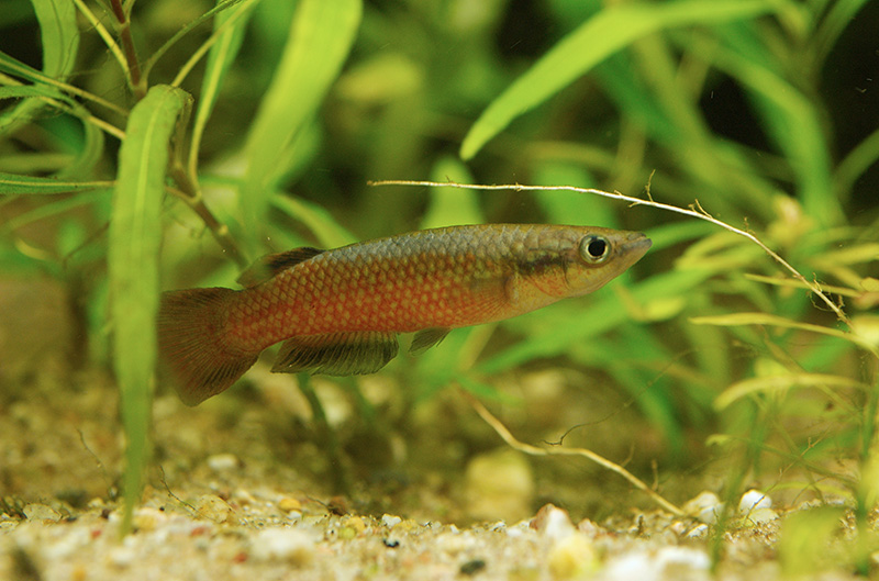 Пахипанхакс мадагаскарский (Pachypanchax omalonotus) содержание и размножение в домашнем аквариуме