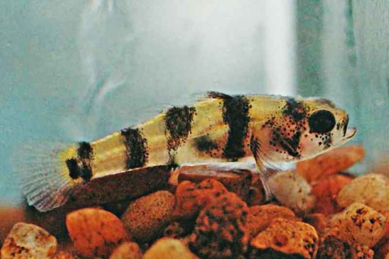 Пресноводный шмель-бычок (Brachygobius xanthomelas) содержание и размножение в условиях домашнего аквариума