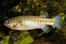 Представители рода Crenichthys обычно содержащиеся в домашних аквариумах
