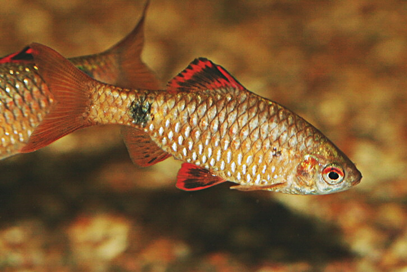 Барбус Столицки, алоплавничный (Pethia stoliczkana) содержание и размножение в домашнем аквариуме