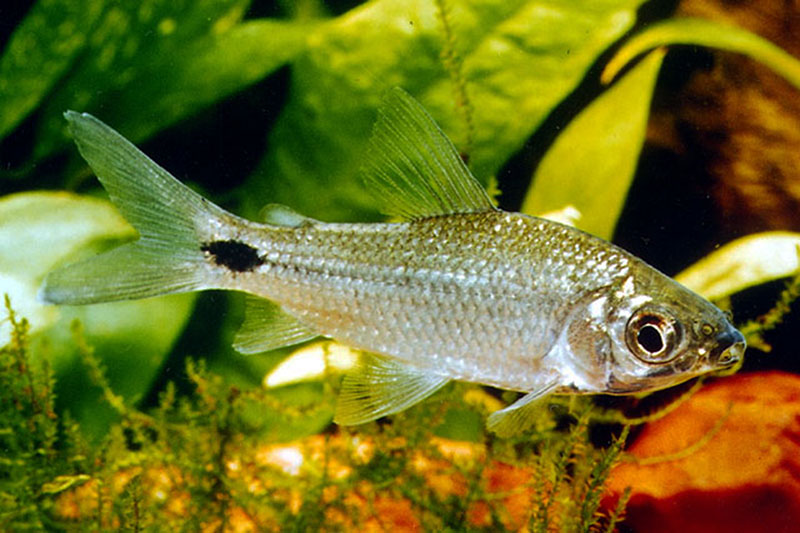 Куримата спилурус (Cyphocharax spilurus) содержание и  размножение в домашнем аквариуме
