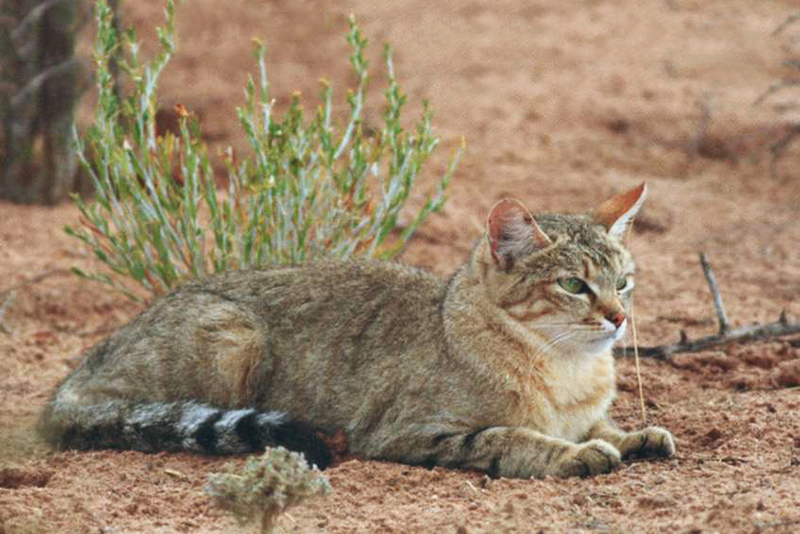 Степной кот (Felis silvestris lybica) в природном месте обитания