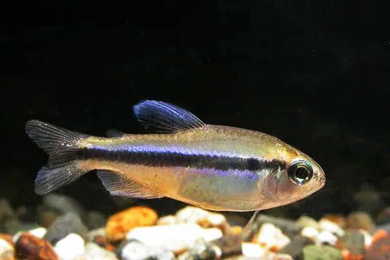 Hyphessobrycon cyanotaenia (Hyphessobrycon cyanotaenia) содержание и размножение в условиях домашнего аквариума